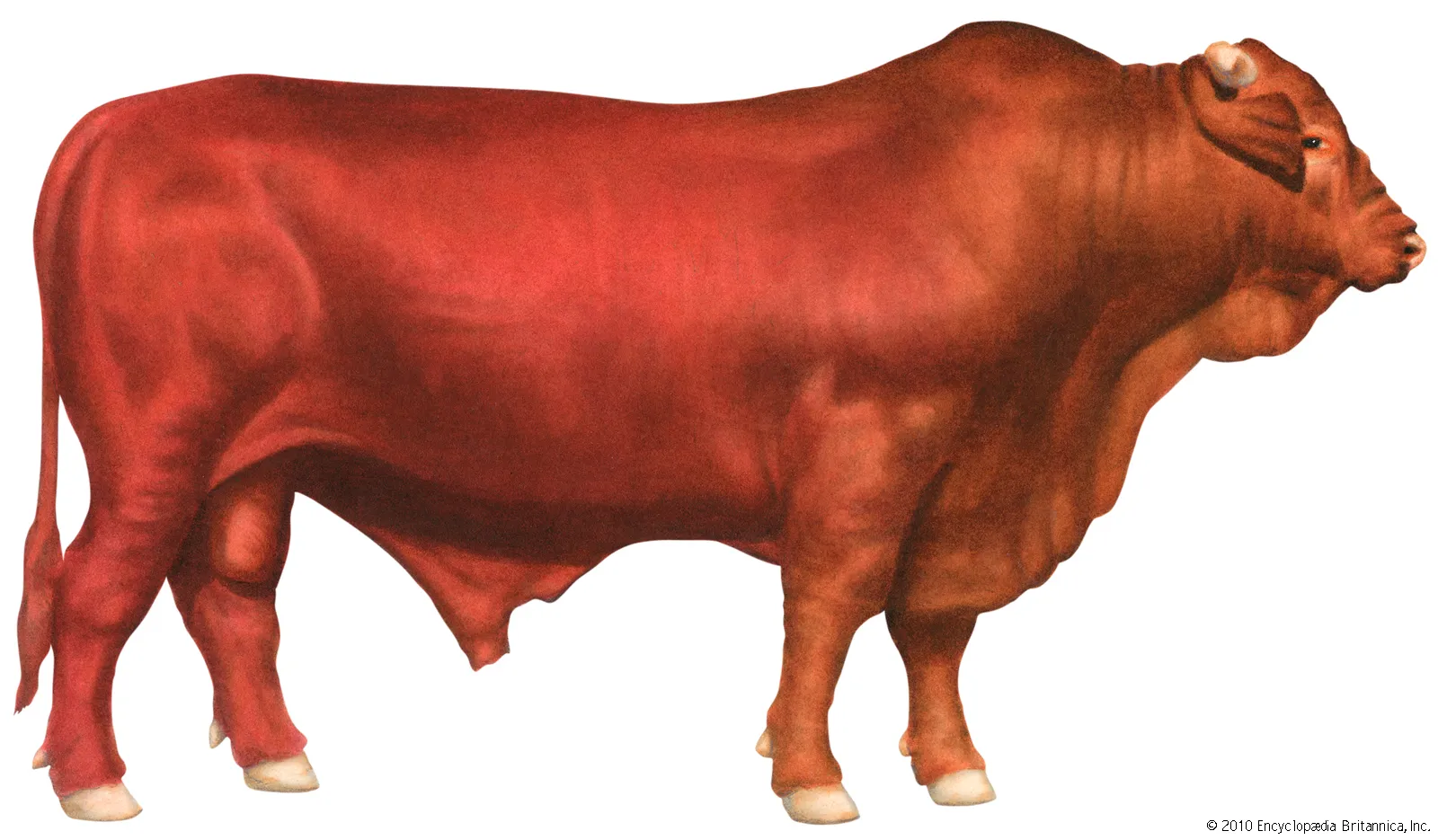 LESSON 1 PART 1: THE FOUR FACES OF THE VISION: The Ox