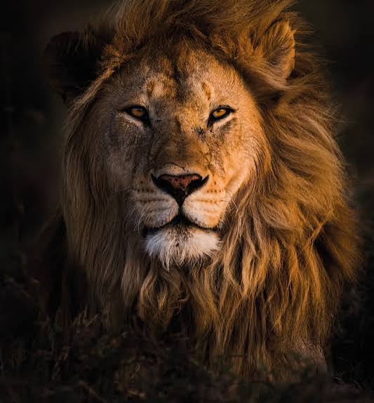 LESSON 4 PART 1: THE FOUR FACES OF THE VISION: THE LION
